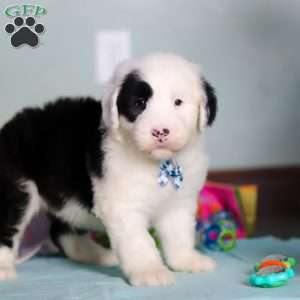 Ollie, Old English Sheepdog Puppy